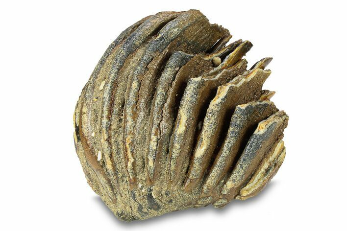 Partial Woolly Mammoth Molar - North Sea Deposits #295862